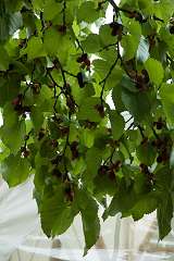mulberry